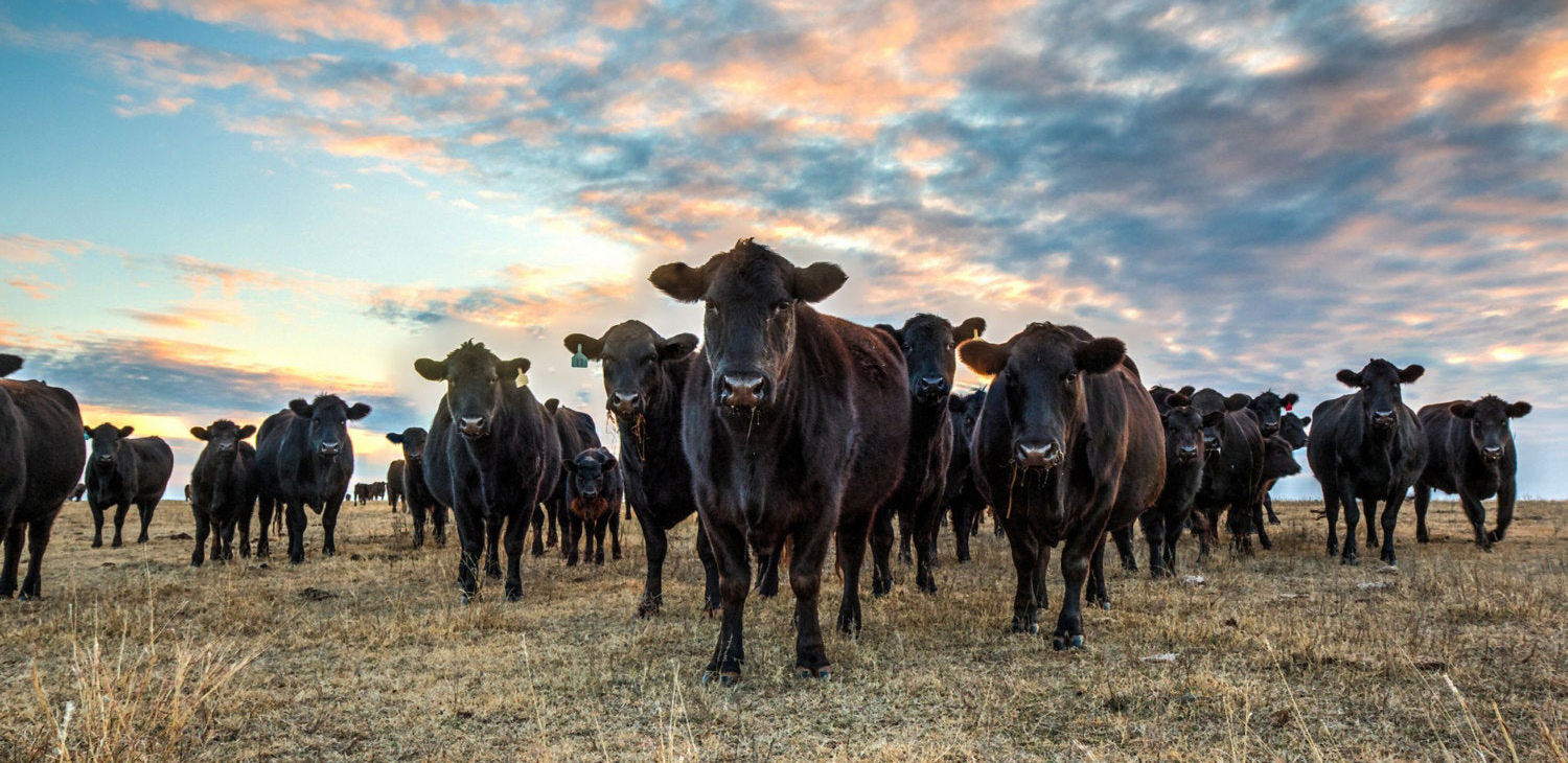 tulling meat import